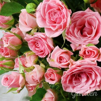 51 розовая кустовая роза